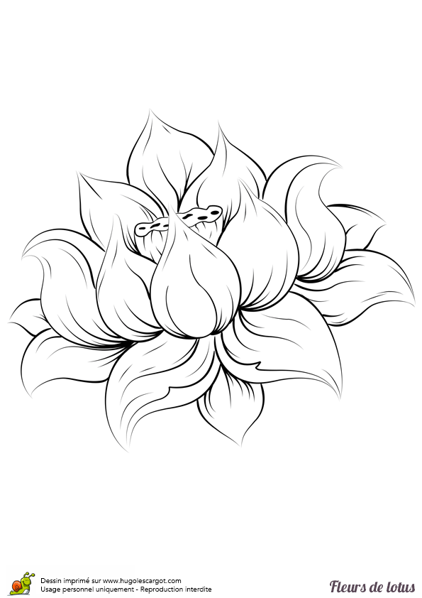 Coloriage Fleur De Lotus A Imprimer