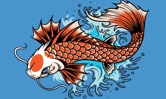 Carpes Koi