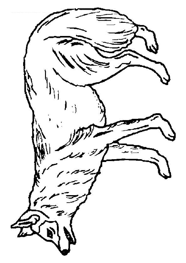 Coloriage De Loup Blanc