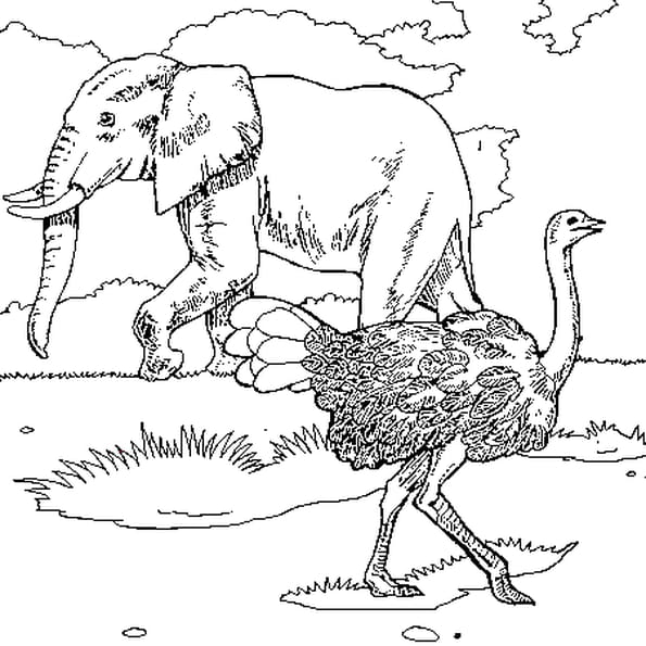 Coloriage Animaux Sauvages Gratuit