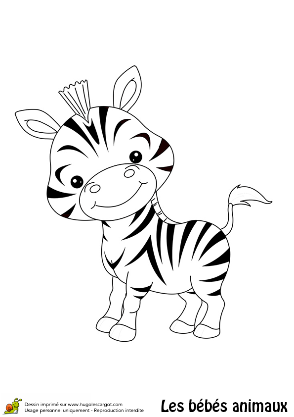 Coloriage Zebre A Imprimer Gratuit