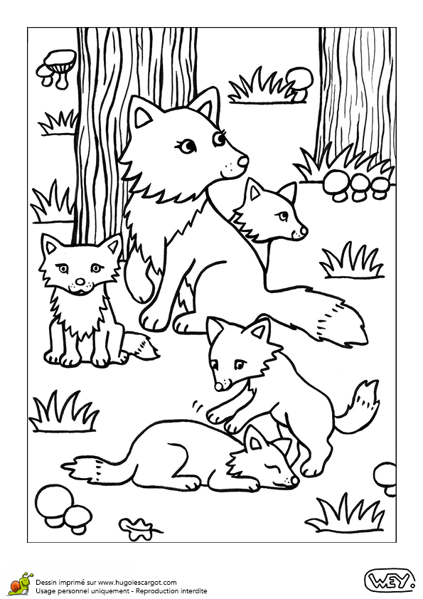 Coloriage Des Animaux De La Foret