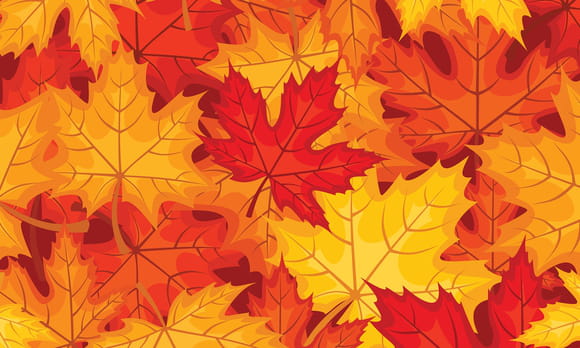 Feuilles