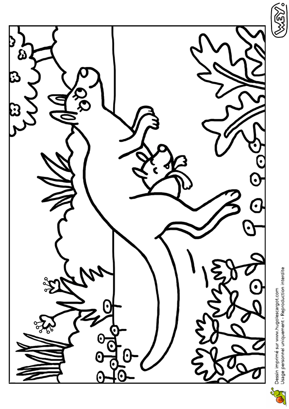 Coloriage A Imprimer Kangourou