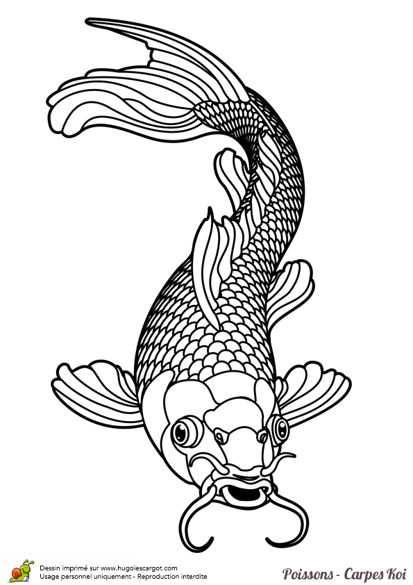 Coloriage Tatouage Poisson Carpe Koi Sur Hugolescargot