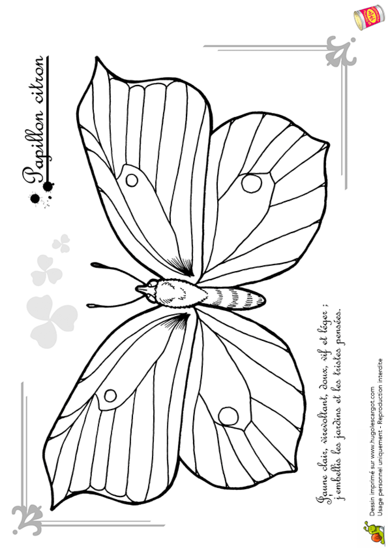 Coloriage Joli Petit Papillon Citron