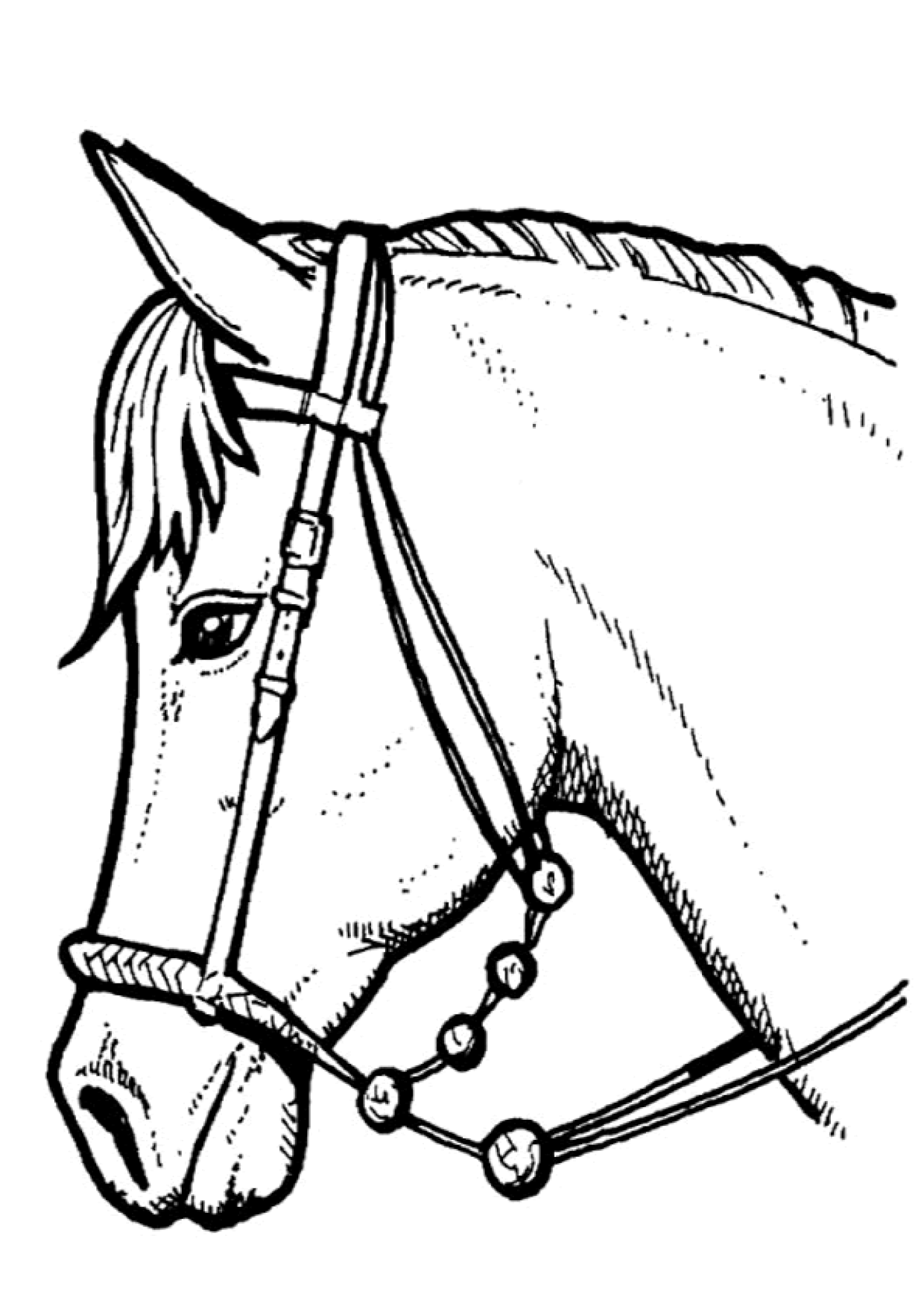 Coloriage Cheval Portrait Sur Hugolescargot Com