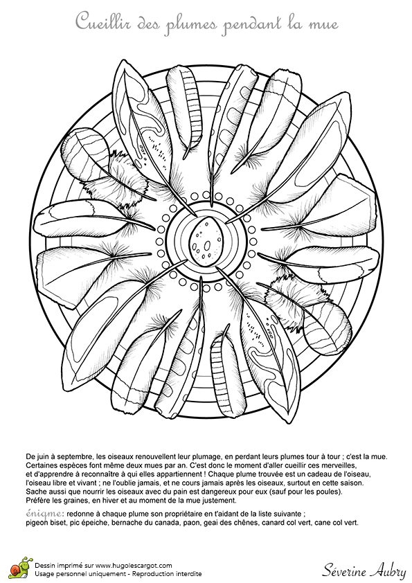 Coloriage De Plume D Oiseau