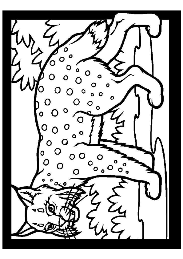 Coloriage Lynx A Imprimer