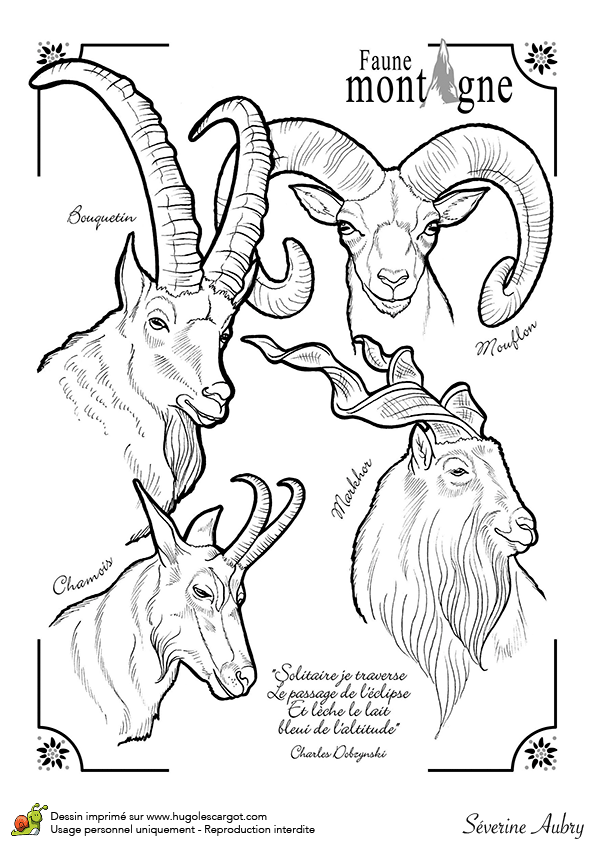 Coloriage Belle Et Sebastien A Imprimer