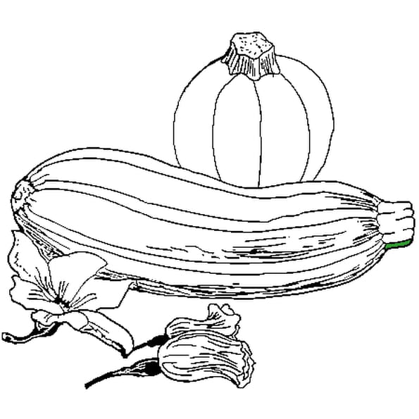 Coloriage Courgette En Ligne Gratuit Imprimer