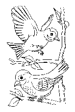 Coloriage moineau