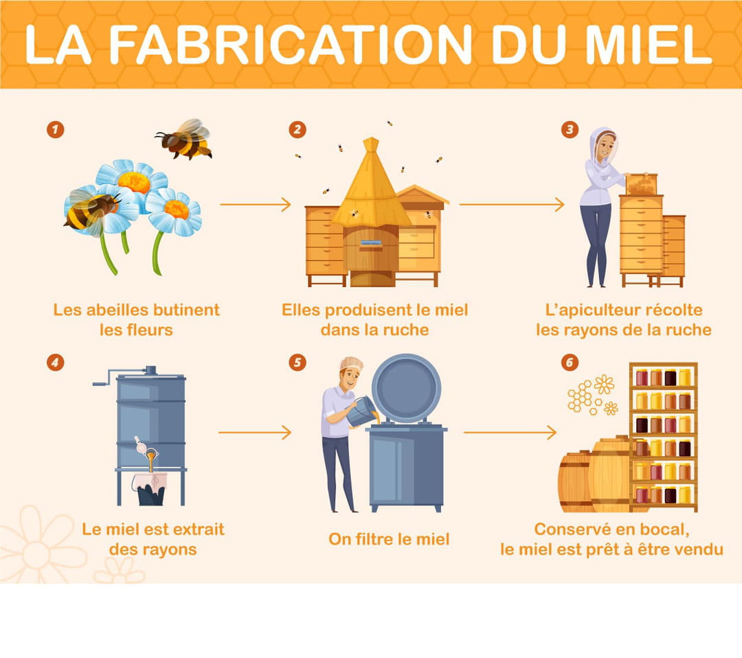 infographie-des-etapes-de-fabrication-du-miel-par-les-abeilles