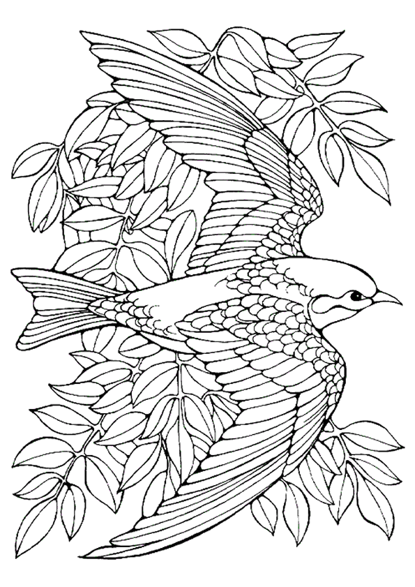 Coloriage D Oiseaux Exotiques A Imprimer