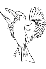 Coloriage oiseau rire