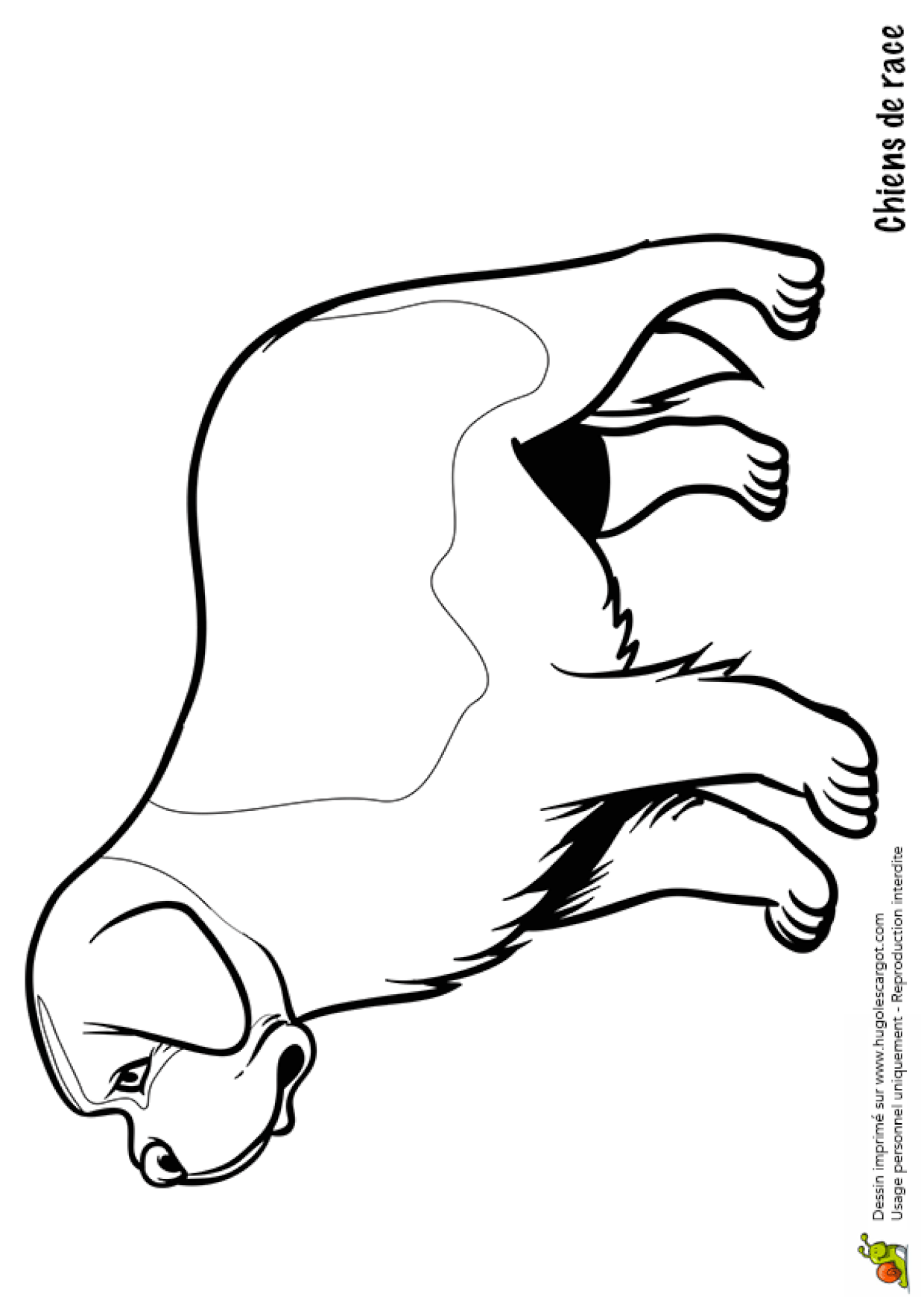 Coloriage Chien Saint Bernard