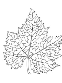 Coloriage feuille de vigne