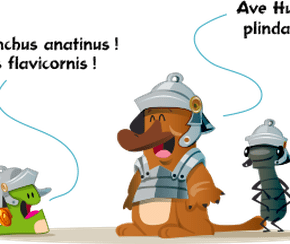 L'ornithorynque, un dr&ocirc;le d'animal&nbsp;!