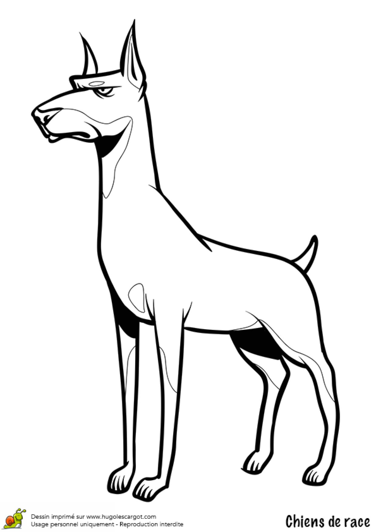 La Belle Et Le Clochard Dessin Facile Coloriage Chien Doberman