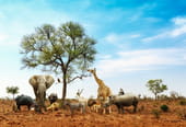 Qu'est-ce que la savane&nbsp;?