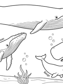 Coloriage pour reconna&icirc;tre les diff&eacute;rentes esp&egrave;ces de baleines