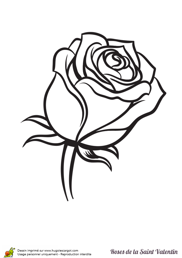 Coloriage Rose A Imprimer