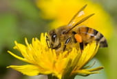 Journ&eacute;e mondiale des abeilles&nbsp;: comment font-elles du miel&nbsp;?
