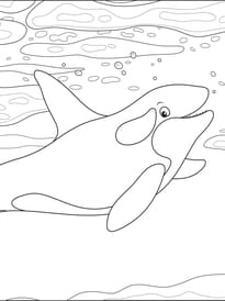 Coloriage d'une orque dans l'oc&eacute;an