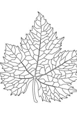 Coloriage feuille de vigne