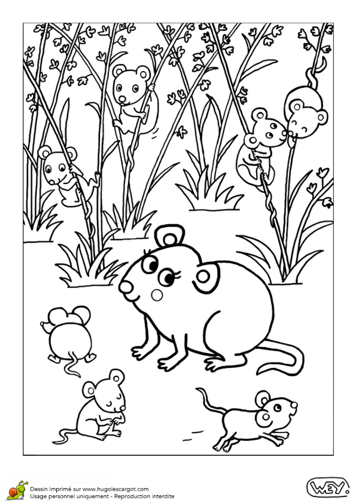 Coloriage Bebe Animaux Souris Et Souriceaux