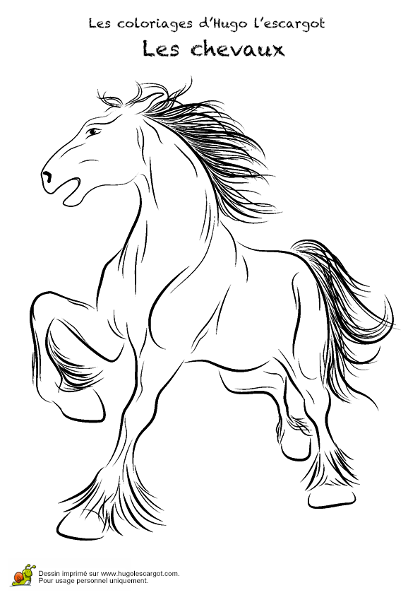 Coloriage A Imprimer De Chevaux Et De Poney