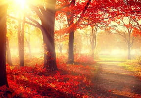 Automne
