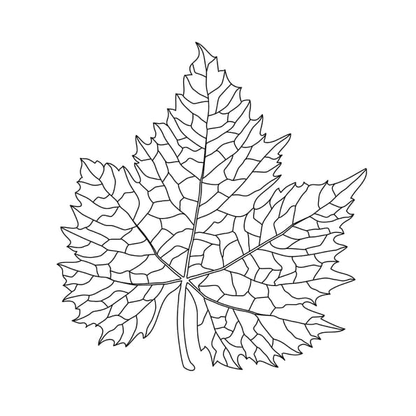 Coloriage feuille de vigne