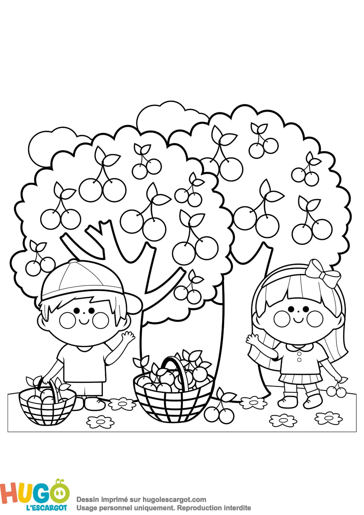 dessin-d-arbre-fruits-de-cerisier