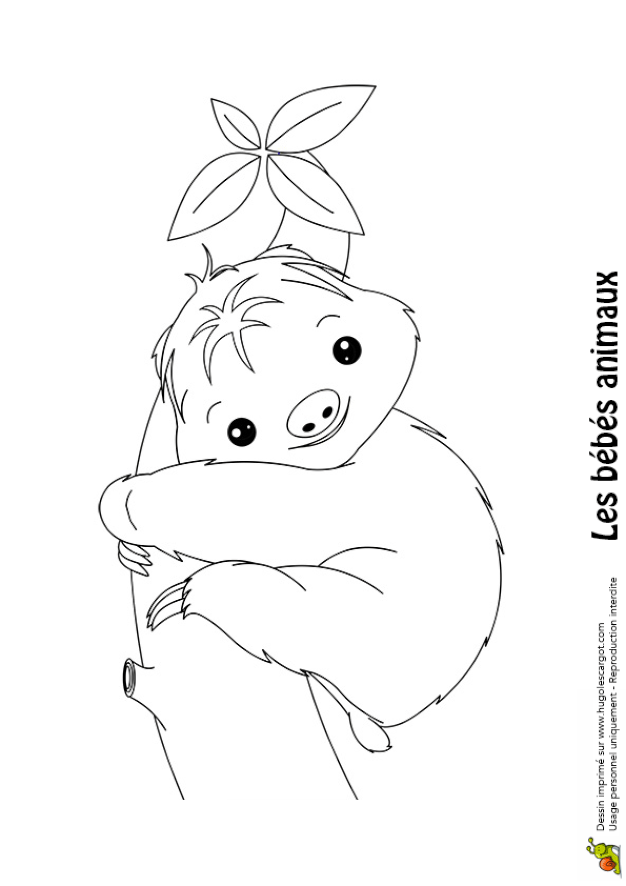 Coloriage Bebe Paresseux