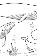 Coloriage pour reconna&icirc;tre les diff&eacute;rentes esp&egrave;ces de baleines