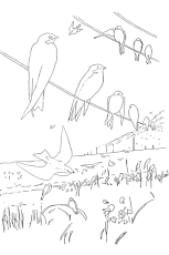 Coloriage hirondelle